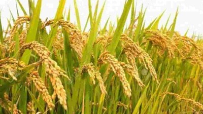 crop management