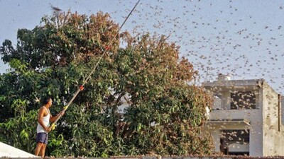 UP Farmers Warned Of Possible Locust Attack