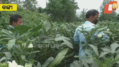 Covid Restrictions Leave Banki Vegetable Farmers In Lurch