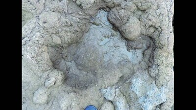 Footprints Of Last Dinosaur Species That Walked 110M Years Ago In UK Found