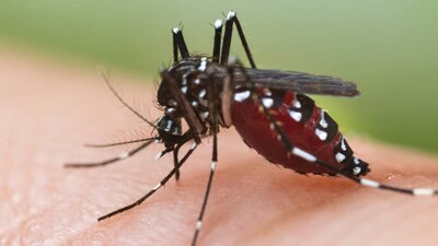 Dengue in Bhubaneswar