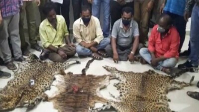 Leopard Skins Seized