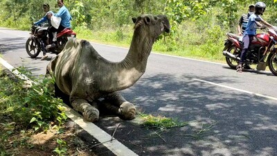 Abandoned By Owner, Ailing Camel Dies In Odisha’s Ganjam
