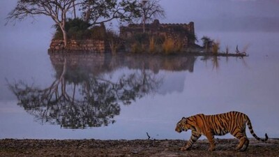 Tiger Conservation Need Of Hour In Odisha