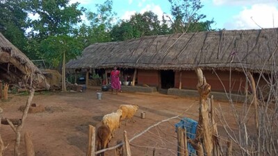 To avoid visiting vaccination teams, tribal villagers in Odisha often escape into the forests.