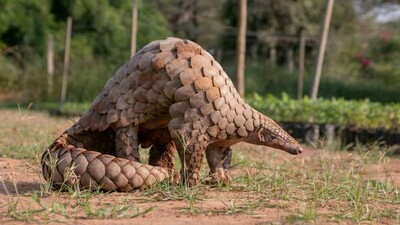 Pangolin Smuggling In Odisha