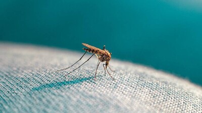 World Mosquito Day 2021: Facts About This Vector, Diseases & Impacts