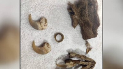 Wildlife Smuggler Selling Leopard Nails At Rs 5000 A Piece Held In Odisha’s Sambalpur