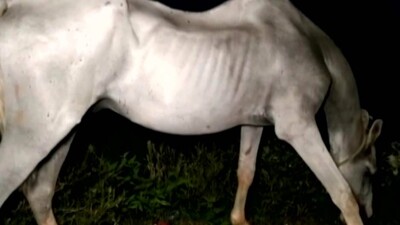 Horse Abandoned By Owner In Ganjam