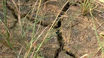 Drought Grips Jajpur, Bhadrak And Keonjhar!