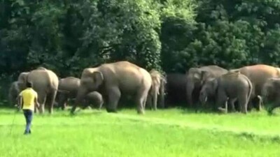 Odisha Tops In Human - Elephant Encounter