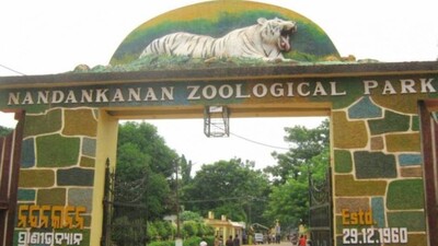 Panic In Nandankanan Zoo As Tiger Escapes Fence