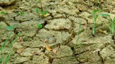 Double Whammy For Farmers! Deficit Rainfall, Faulty Canal Design Trigger Drought Fears In Dhenkanal 