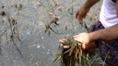 Chemical Discharge From Paradip Refinery Damaging Crops, IOCL Refutes Claims