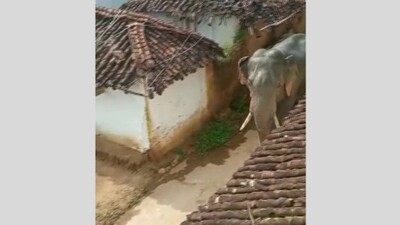 Incidents Of Elephant Scare Witnessed In Several Parts Of Odisha
