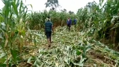 Elephants 'Destroy' Crops In Nabarangpur