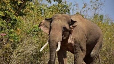 Elephant Conservation