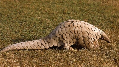 Pangolin Smuggling In Odisha, Two Arrested