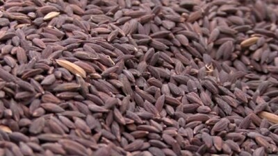 GI Tag Push For Koraput's Indigenous Rice Variety 'Kalajeera'
