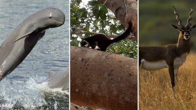 The Incredible Wildlife Of Odisha