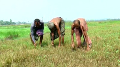 Triple Danger Stalks Rabi Crop