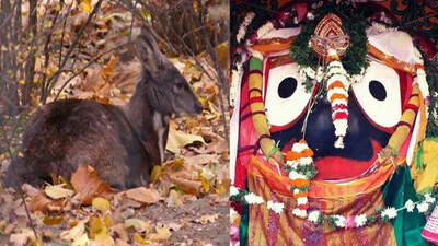 Elusive Musk In Jagannath’s Cosmetics A Boon For Rats! 