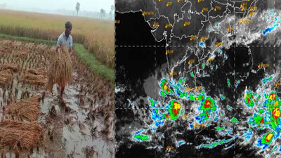 Unseasonal Rains Damage Paddy Crop In Odisha; Weather Conditions To Improve, Says IMD