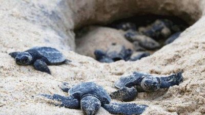 Gahirmatha olive ridley