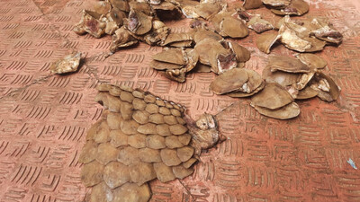 Pangolin Scale