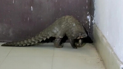 Live Pangolin Rescued