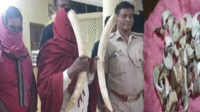 2 Tusks, 42 Leopard Nails Seized