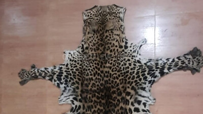 Leopard Skin Seized In Odisha's Boudh, 1 Arrested
