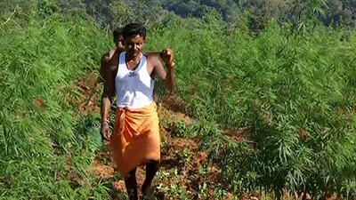 Ganja Cultivation In Malkangiri