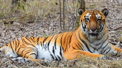 Tiger Census Kicks Off In Similipal 