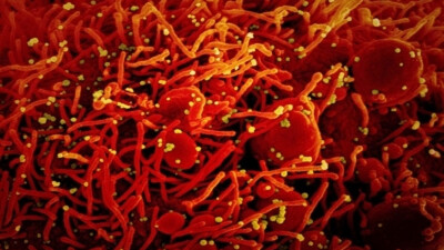 Why New Covid Strain 'B.1.1.529' Is More Lethal Than Delta
