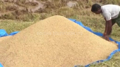 BJD-Led Govt Responsible For Low Income Of Farmers In Odisha: MP Saptagiri Ulaka  