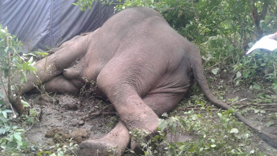 Odisha Records Maximum Elephant Electrocution & Poaching Deaths In India