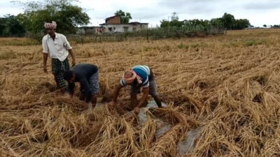 Cyclone Jawad Impact: Unseasonal Rain Sinks Hopes Of Farmers In Many Parts Of Odisha