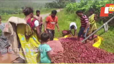 Sweet Potato Farmers