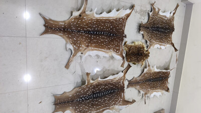 Odisha Crime Branch STF Nets Two Wildlife Smugglers, Seizes 5 Deer Skins
