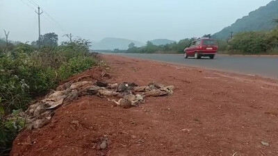Migratory Birds Found Dead