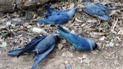 Bird Flu Scare Grips Villagers In Odisha’s Puri District As Crows Fall Dead All Over 