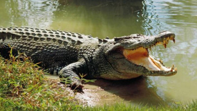 Crocodile attack in Odisha