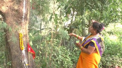 Neem Tree Oozing ‘Milk’ In Khordha