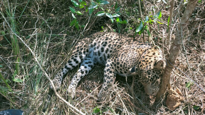 Leopard Dies