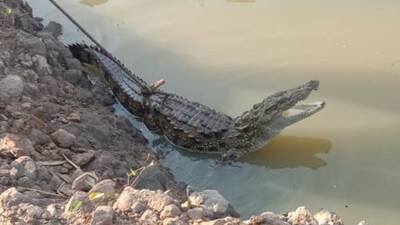 Crocodile Gets Trapped In Fishing Net In Malkangiri Village, Rescued