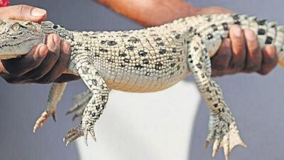 Rare Albino Crocodile 