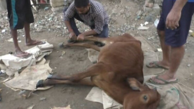 Meet The ‘Gau Rakshak’ From Odisha’s Bhadrak Who Has Treated Over 1000 Cattle So Far