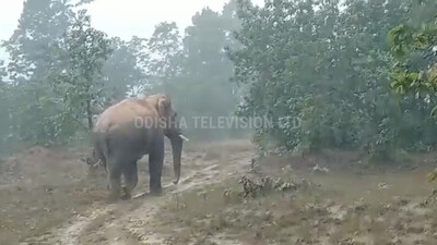 1 Killed, Crops & Property Damaged As Elephants Run Amok In 3 Odisha Districts