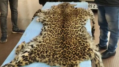 Leopard Skin Seized In Odisha’s Deogarh, 5 Held